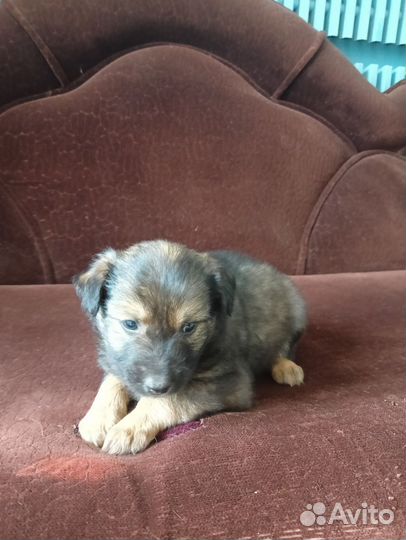 Собака в добрые руки отдам бесплатно