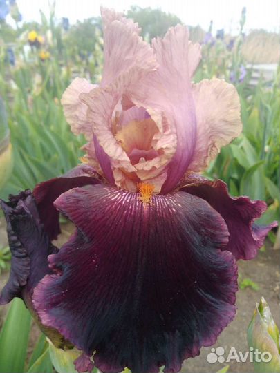 Ирисы бородатые