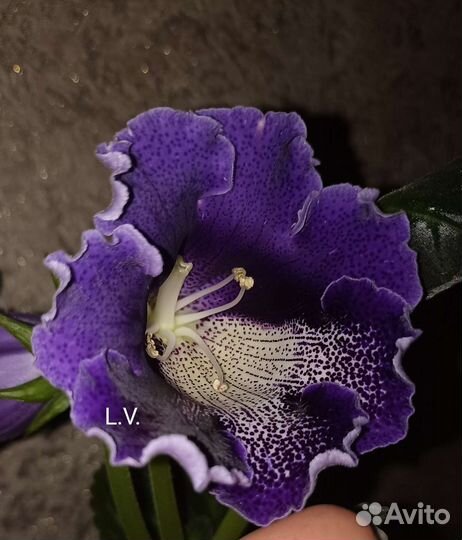 Глоксинии, Тидеи