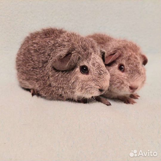 Плюшевые Рексики серебро