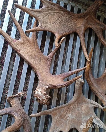 Рога лося, оленя