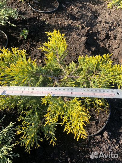 Можжевельники Голд Стар и Олд Голд