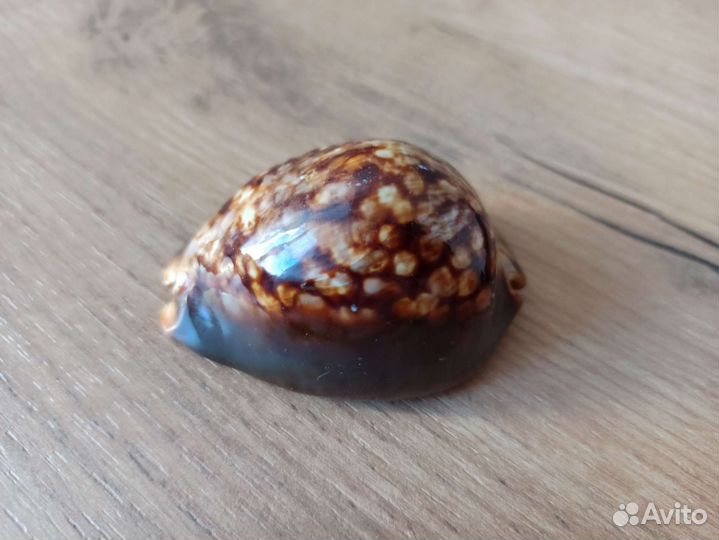 Морская раковина