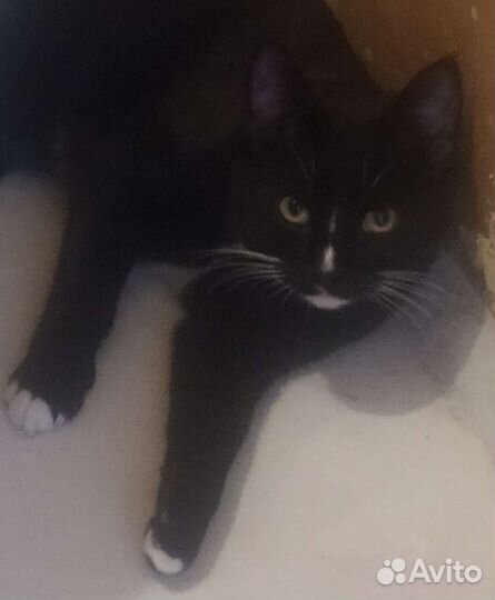 Котик в добрые руки