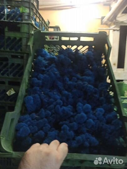 Стабилизированный мох опт розница