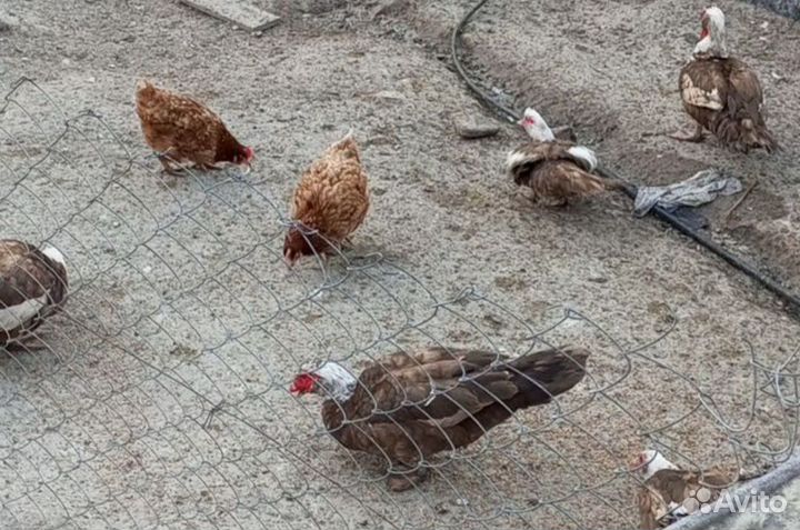 Утак индоутки