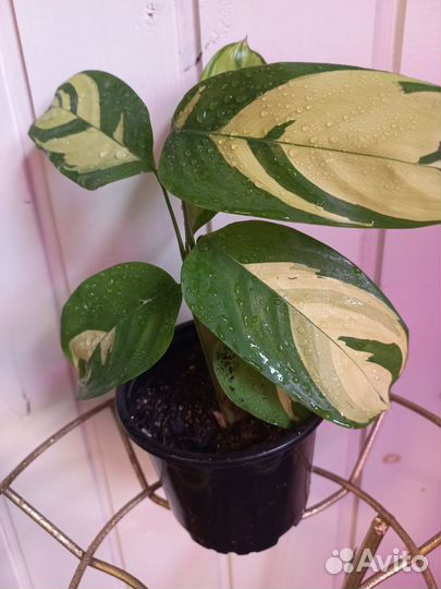 Ктенанта Пилоза Голден Мозаик