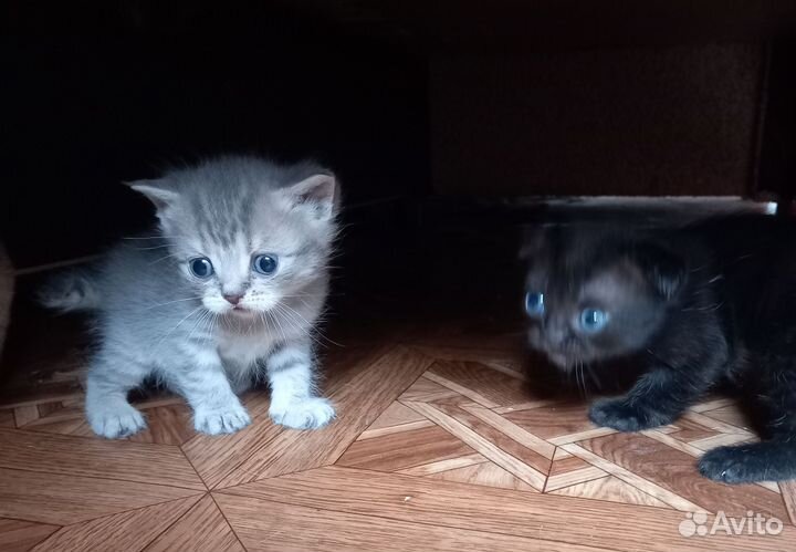 Котята шотландцы вислоухие