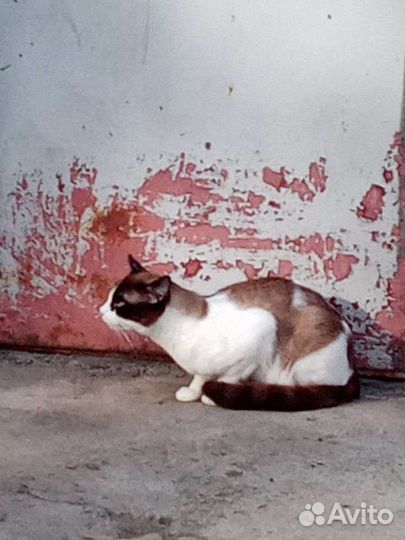 Кот Сноу шу