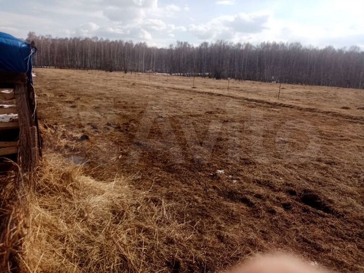 Участок 25 сот. (СНТ, ДНП)