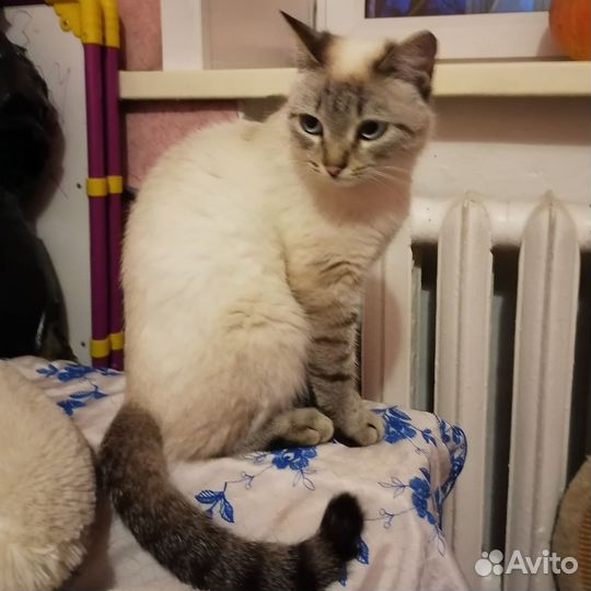 Кошка в добрые руки