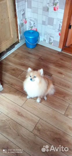 Щенки немецкого шпица