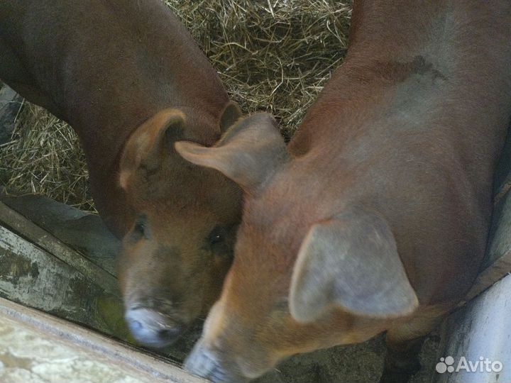 Продам корову и поросят