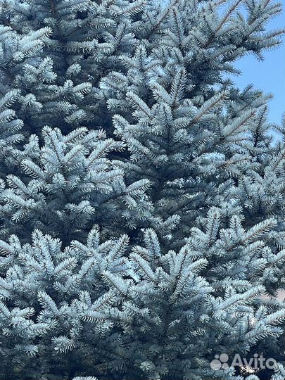Ель голубая