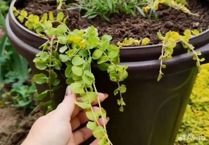 Дримиопсис пятнистый клубень и вербенник монетчат