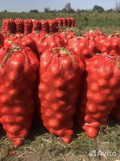 Лук репчатый