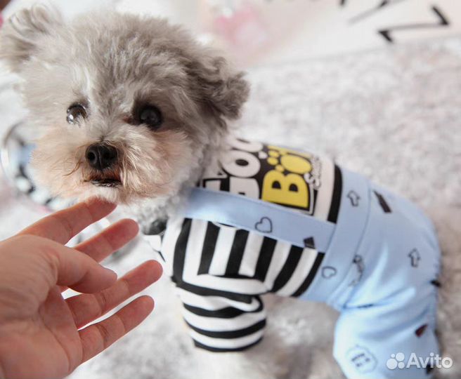 Комбинезон для маленькой собаки