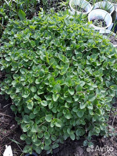 Пряные многолетние растения и травы для сада