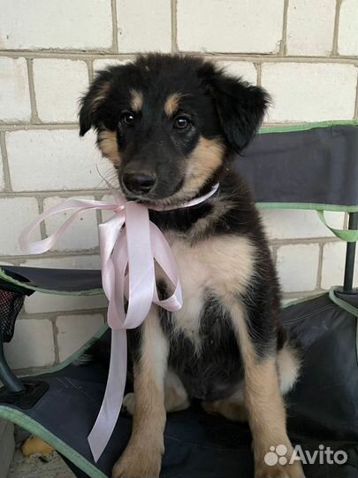 Щенки бесплатно