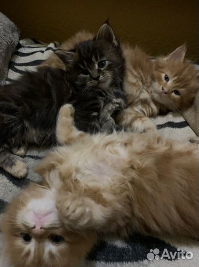 Котята мейн-кун