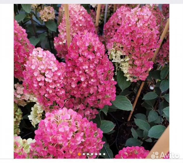 Гортензия в закрытом грунте