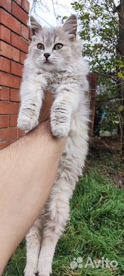 Кошка в дар