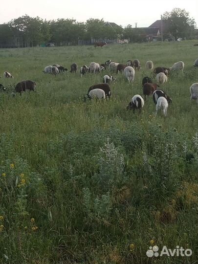 Баранчики от дорпера