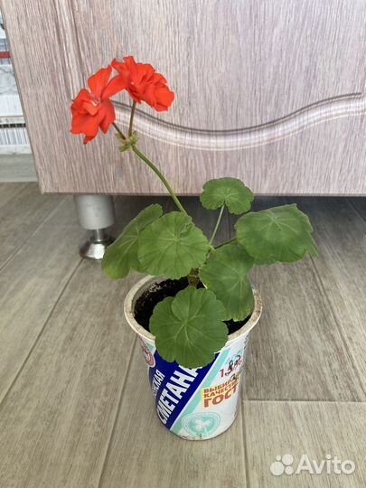 Пеларгония герань красная обыкновенная