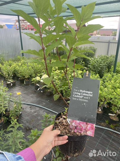Гортензия метельчатая Колорфул Коктель