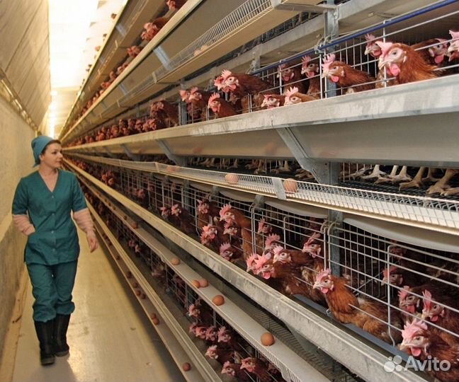 Вахтовка на птицефабрике, стабильный доход