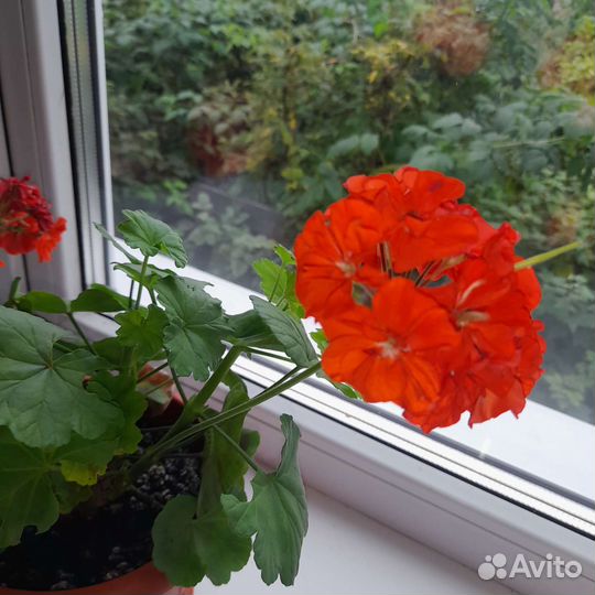 Пеларгония герань