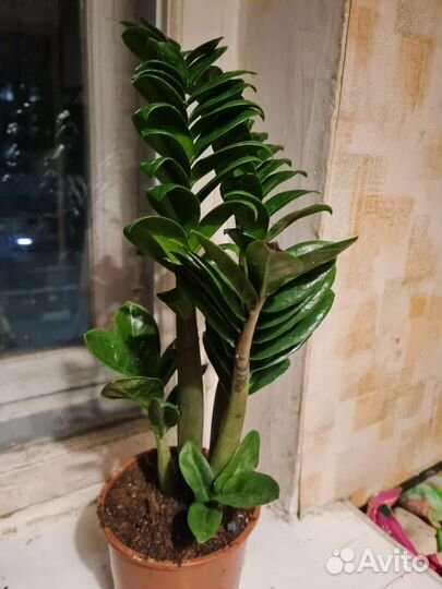 Замиокулькас зензи жук