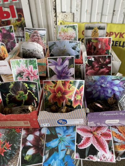 Цветы лилии луковицы