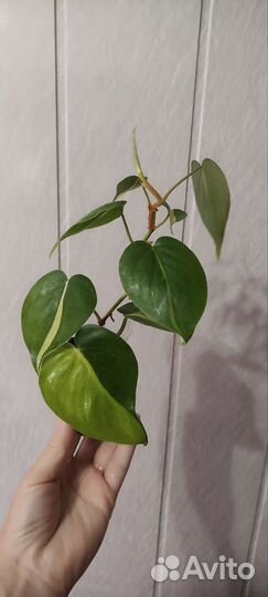 Филодендрон медиопикта триколор