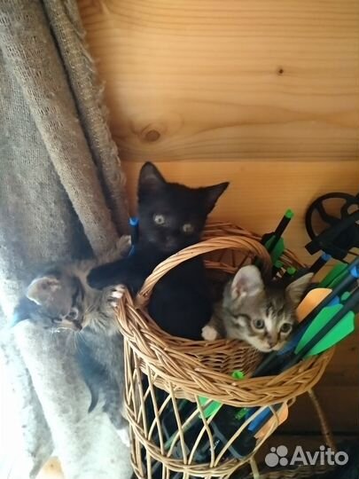 Котята тигрята, помесь Египетской