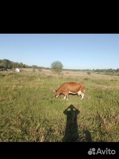 Дойная корова