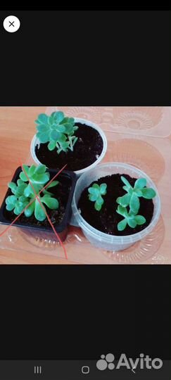 Эхеверия, суккуленты, драцена Сандера