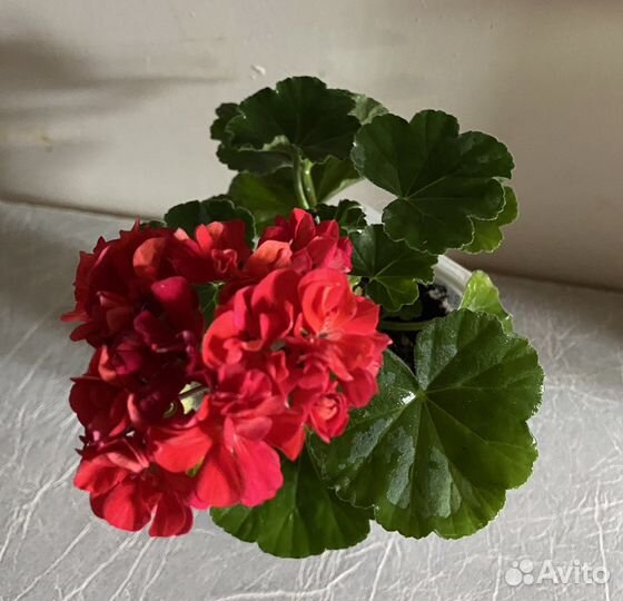 Пеларгония герань