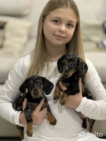 Кроличья такса