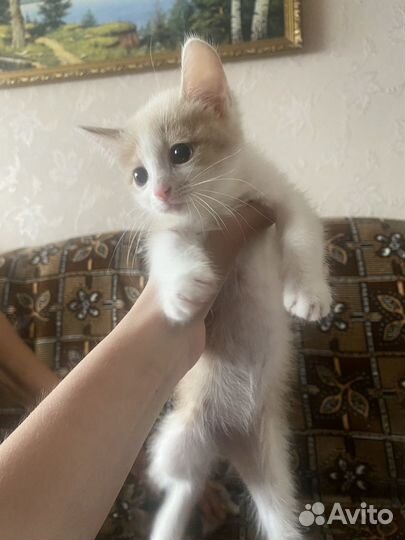Котики в дар