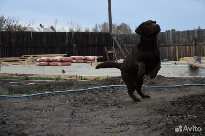 Вязка Лабрадора