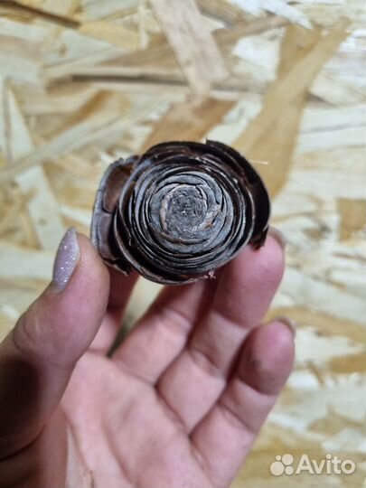 Шишки гиммалайского кедра *розочки (верхушка)