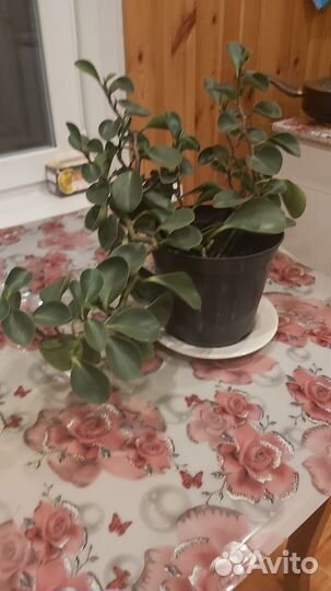 Продам цветы комнатные
