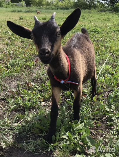 Чешская козочка