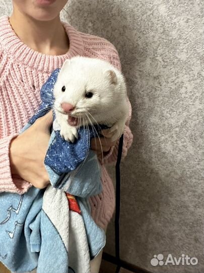 Белая норка