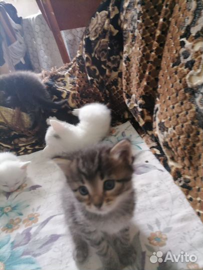 Котята в добрые руки