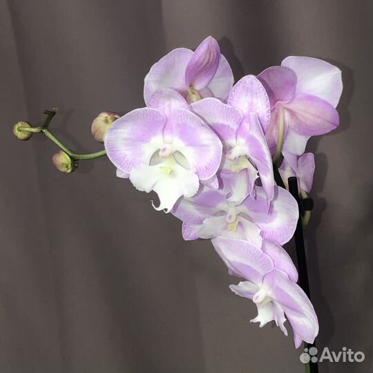 Орхидея фаленопсис Биг Лип Aladdin's Kizz Big Lip