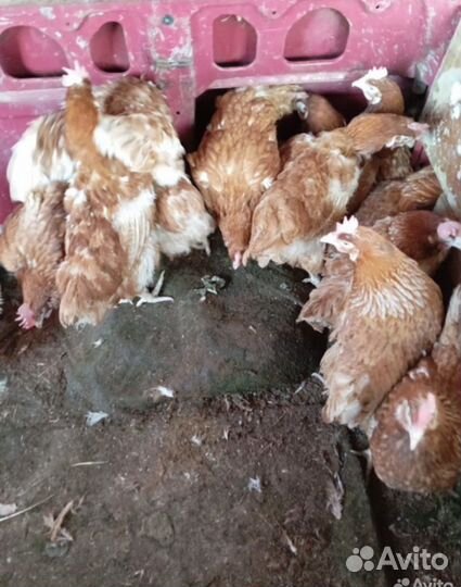Куры несушки с доставкой на дом