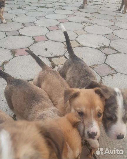 Собака в добрые руки отдам бесплатно