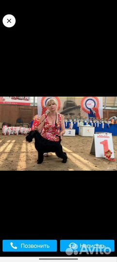 Цвергшнауцер щенки